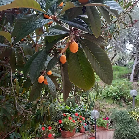 Tenuta Mariani 马萨罗萨